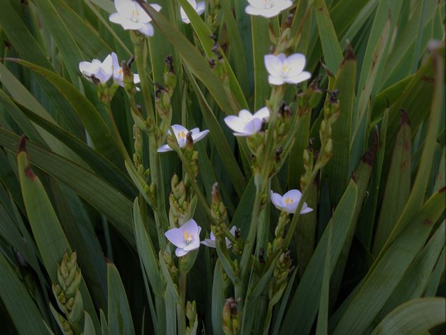 Aristea ecklonii  White Perennial for wet soil
